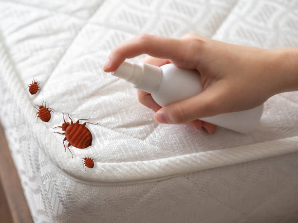 Best Affordable Pest Control Services  in Garden City, NY