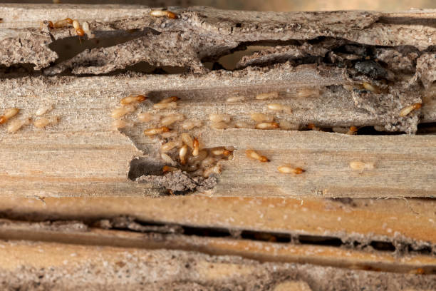 Wildlife Control Services in Garden City, NY